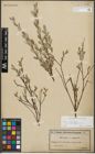 Foto von Salix repens subsp. incubacea (L.) A. Neumann